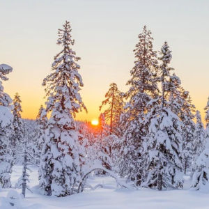 amanecer en un bosque de abetos con temperaturas extremas bajo cero grados centigrados