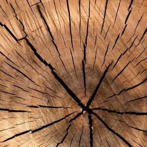 Madera de coníferas